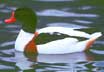 shelduck